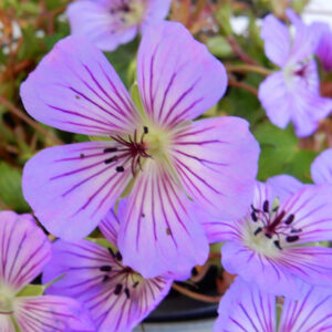 Geranium wallichianum Magical® Joy