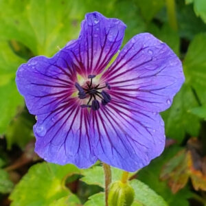 Geranium wallichianum Magical® Pleasure