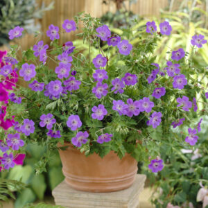 Geranium wallichianum Rozanne