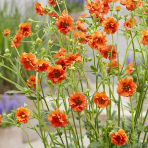 Geum Miss Clementine