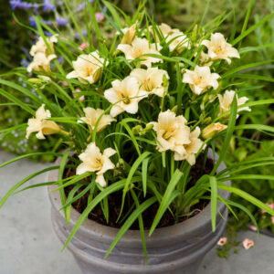 Hemerocallis EveryDaylily™ Cream