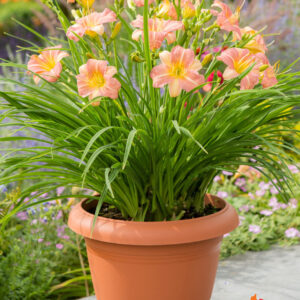 Hemerocallis EveryDaylily™ Pink Cream