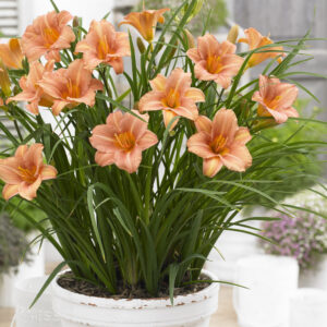 Hemerocallis EveryDaylily™ Pink Wing