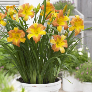 Hemerocallis EveryDaylily™ Punch Yellow