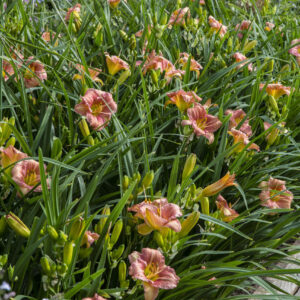 Hemerocallis EveryDaylily™ Rose