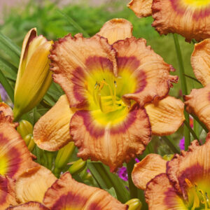 Hemerocallis 500+ Fruity Kiss