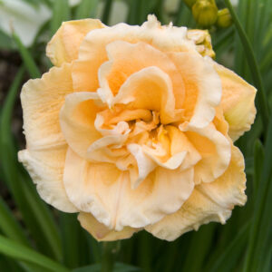 Hemerocallis Double Ikebana Star