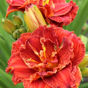 Hemerocallis Double Paprika Flame