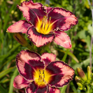 Hemerocallis 500+ Simmons Ouverture