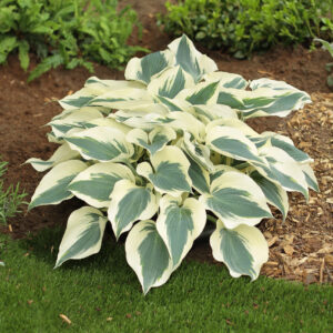 Hosta Firn Line