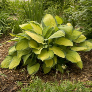 Hosta Gold Standard