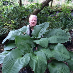 Hosta T Rex