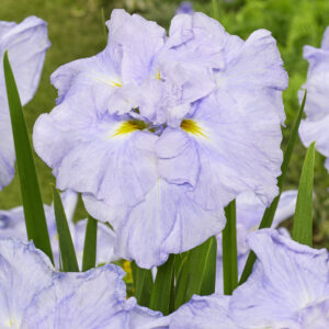 Iris ensata Dinner Plate™ Ice Cream