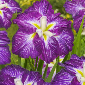 Iris ensata Dinner Plate™ Jell-O