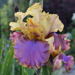 Iris germanica Au Sommet