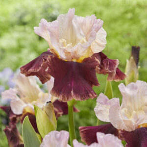 Iris germanica Cranberry Swirl