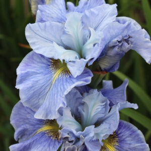 Iris sibirica Peacock Butterfly Mission Bay®