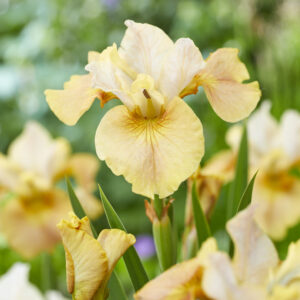 Iris sibirica Peacock Butterfly White Amber®
