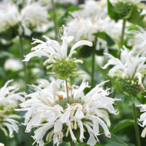 Monarda Bee Bright®