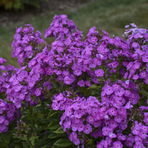 Phlox Garden Girls™ Cover Girl®