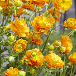 Ranunculus Rococo Orange®