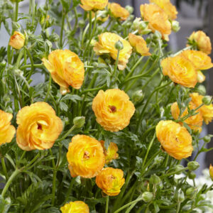 Ranunculus Rococo Peach®