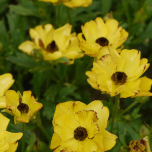 Ranunculus Rococo Yellow®