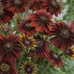 Rudbeckia Chocolate SmileyZ®
