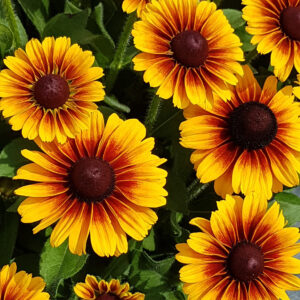 Rudbeckia Kissing SmileyZ®