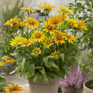 Rudbeckia Big SmileyZ™ Joy