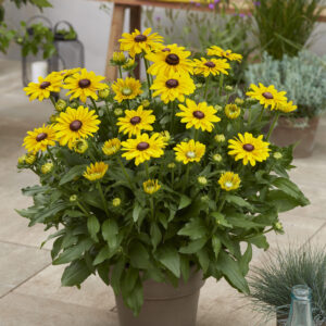 Rudbeckia Big SmileyZ™ Luck
