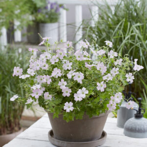 Geranium hybrid Dreamland