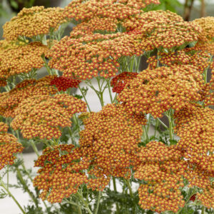 Achillea Sassy Summer™ Sunset®