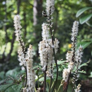 Actaea japonica Silver Blush