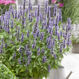 Agastache Little Adder