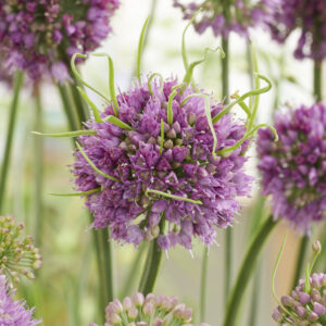 Allium Medusa's Hair