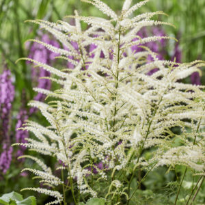 Aruncus Silver Filigree