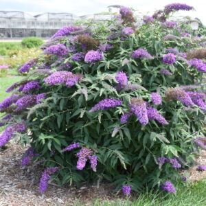 Buddleja Violet Cascade®