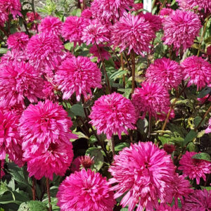 Echinacea mid double Blackberry Truffle