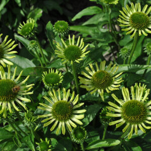 Echinacea compact single Green Woodpecker