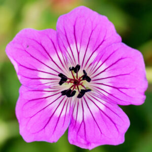 Geranium wallichianum Kelly Anne