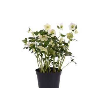 Helleborus orientalis Bouquet Pearl White