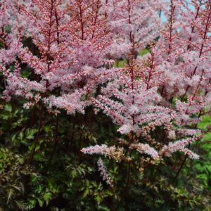 Astilbe Delft Lace