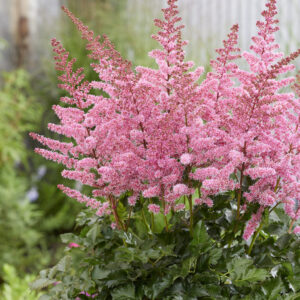 Astilbe Razzle Dazzle
