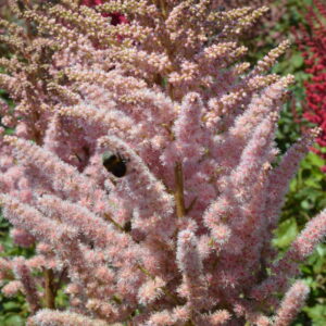 Astilbe chinensis Satin Pearls