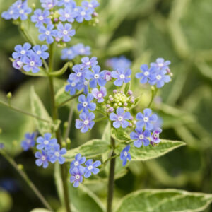 Brunnera macrophylla Hadspen Cream