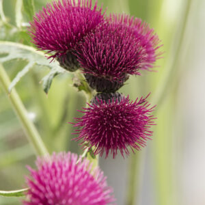 Cirsium atropurpureum