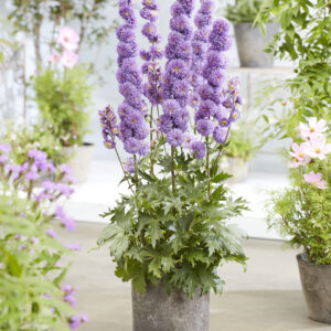 Delphinium elatum Highlander Purple Surprise