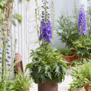 Delphinium elatum Mighty Atom