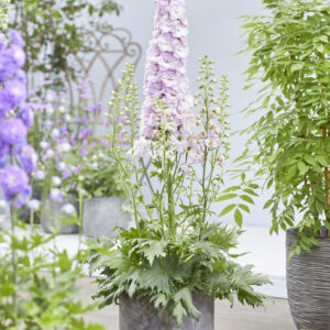 Delphinium elatum Turkish Delight